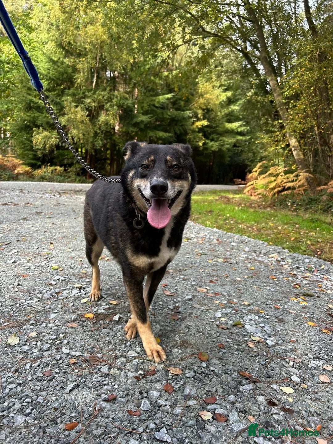 Mixed Breed dogs for adoption: Ben - Norwich Norfolk  - Advert 3