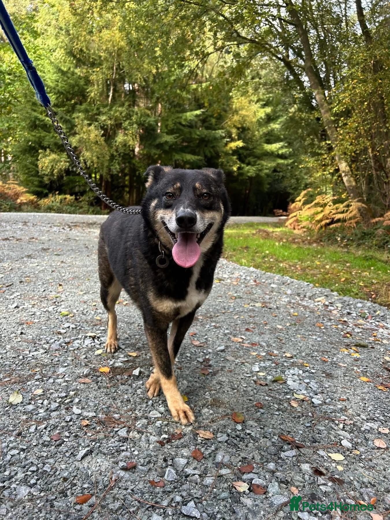 Mixed Breed dogs for adoption: Ben - Norwich Norfolk  - Advert 3