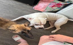 American Bulldog dogs for stud: Classic American bull 🇺🇸  - Image 24