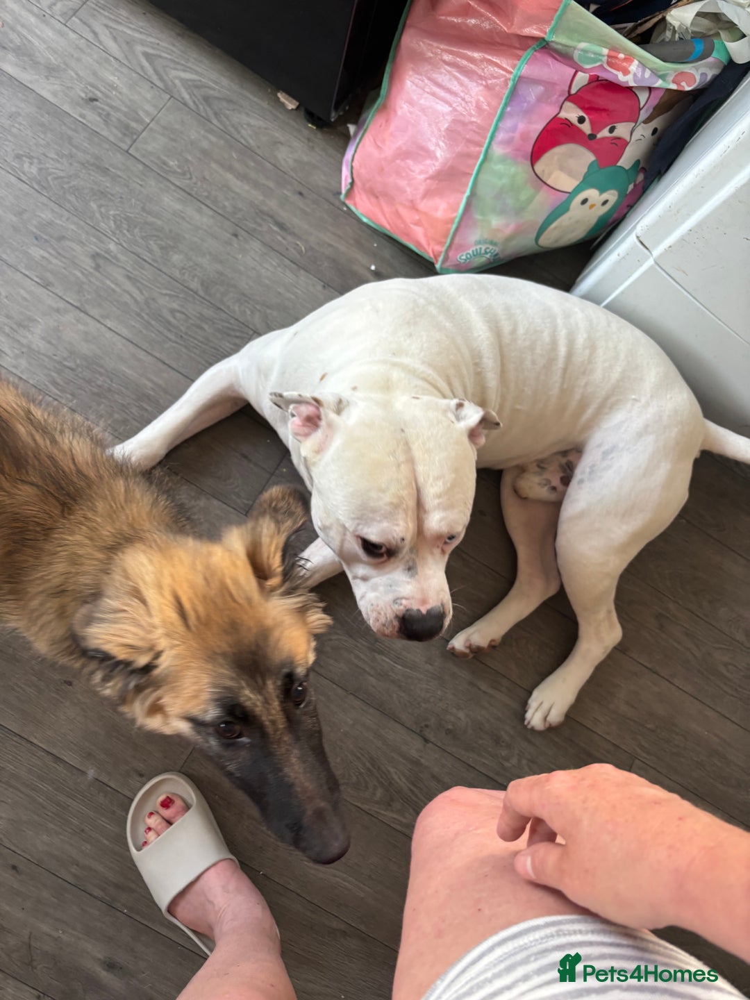 American Bulldog dogs for stud: Classic American bull 🇺🇸  - Image 24