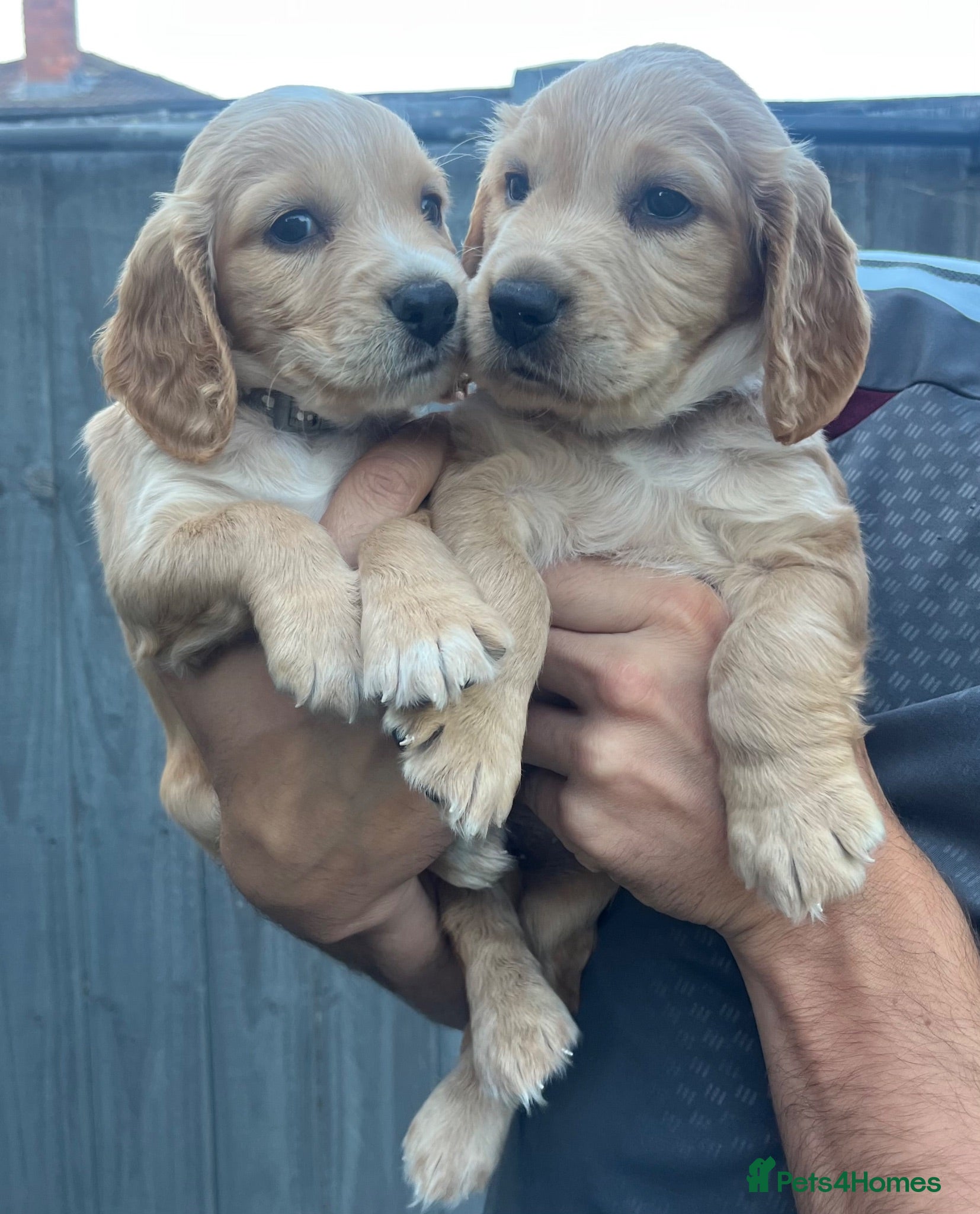 Cocker Spaniel dogs Working cocker spaniel puppies  - Advert 13