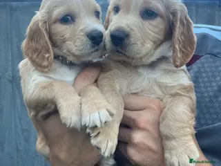 Cocker Spaniel dogs Working cocker spaniel puppies - Advert 13