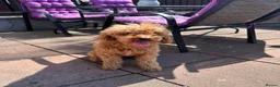 Cockapoo dogs for sale: Stunning cockapoos looking for forever homes - Advert 15