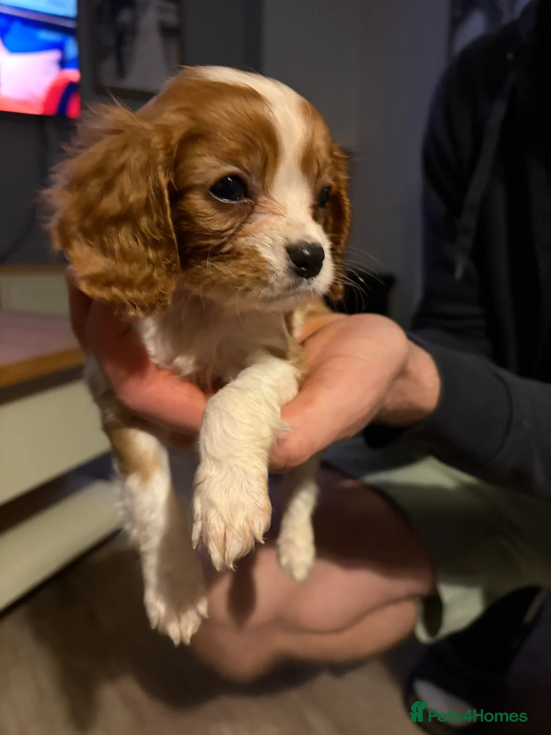 Cavalier King Charles Spaniel dogs for sale: Cavalier King Charles  - Advert 9