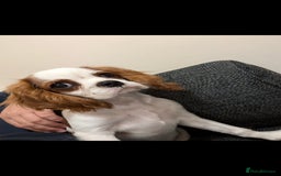 Cavalier King Charles Spaniel dogs for sale: 8 month male Cavalier purebred. - Image 5
