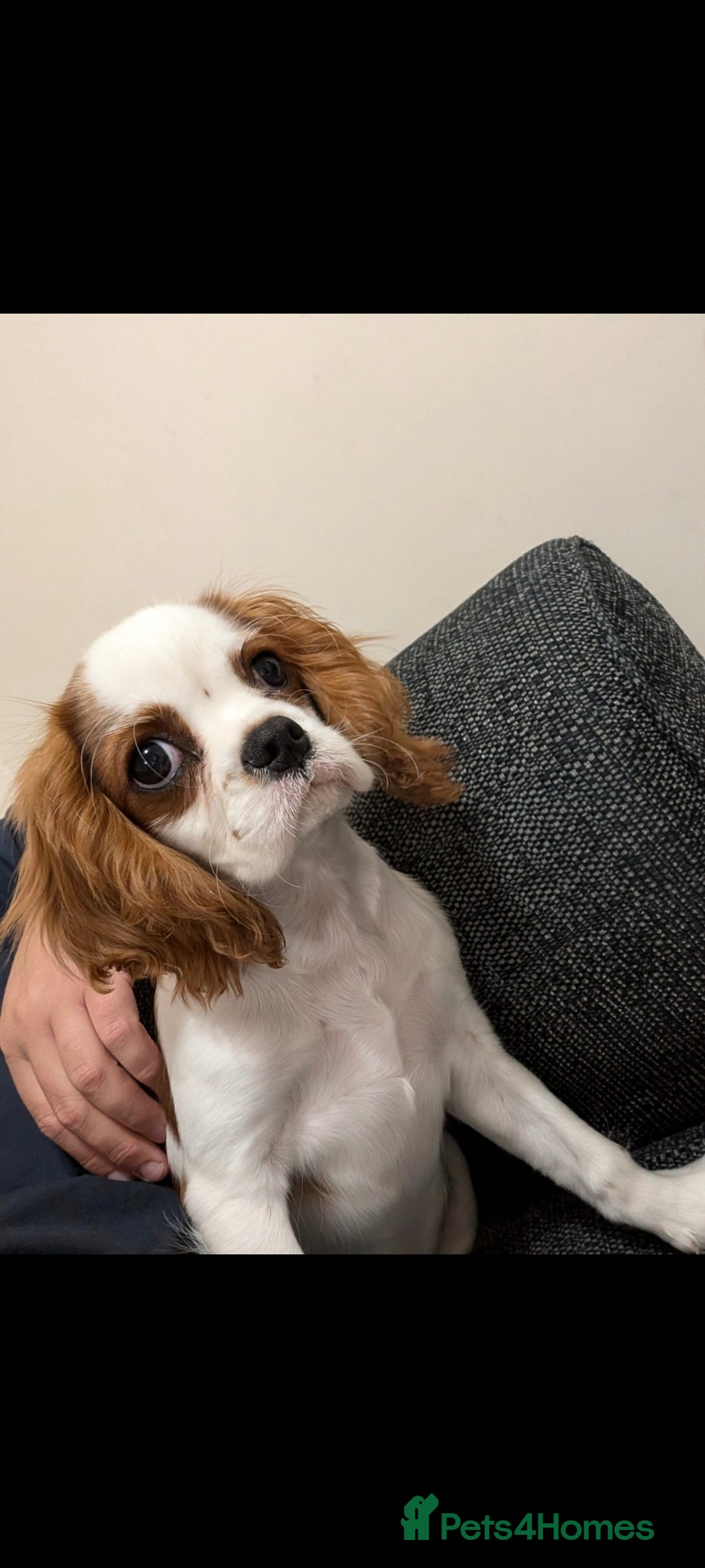 Cavalier King Charles Spaniel dogs for sale: 8 month male Cavalier purebred. - Image 5