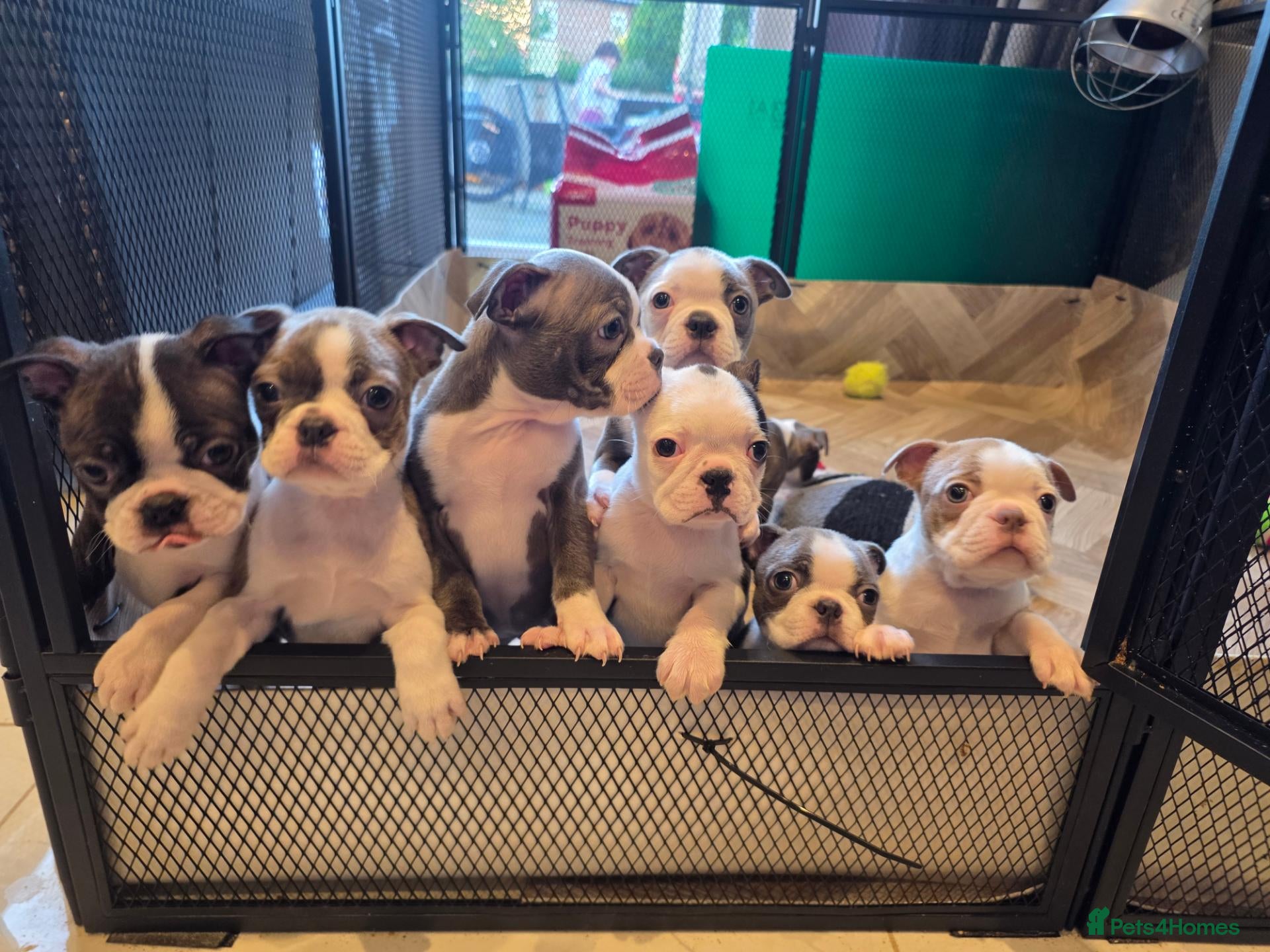 Boston Terrier dogs Health-Tested KC Registered Boston Terrier Puppies - Advert 3