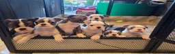 Boston Terrier dogs for sale: Health-Tested KC Registered Boston Terrier Puppies - Advert 2