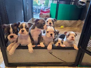 Boston Terrier dogs Health-Tested KC Registered Boston Terrier Puppies - Advert 3
