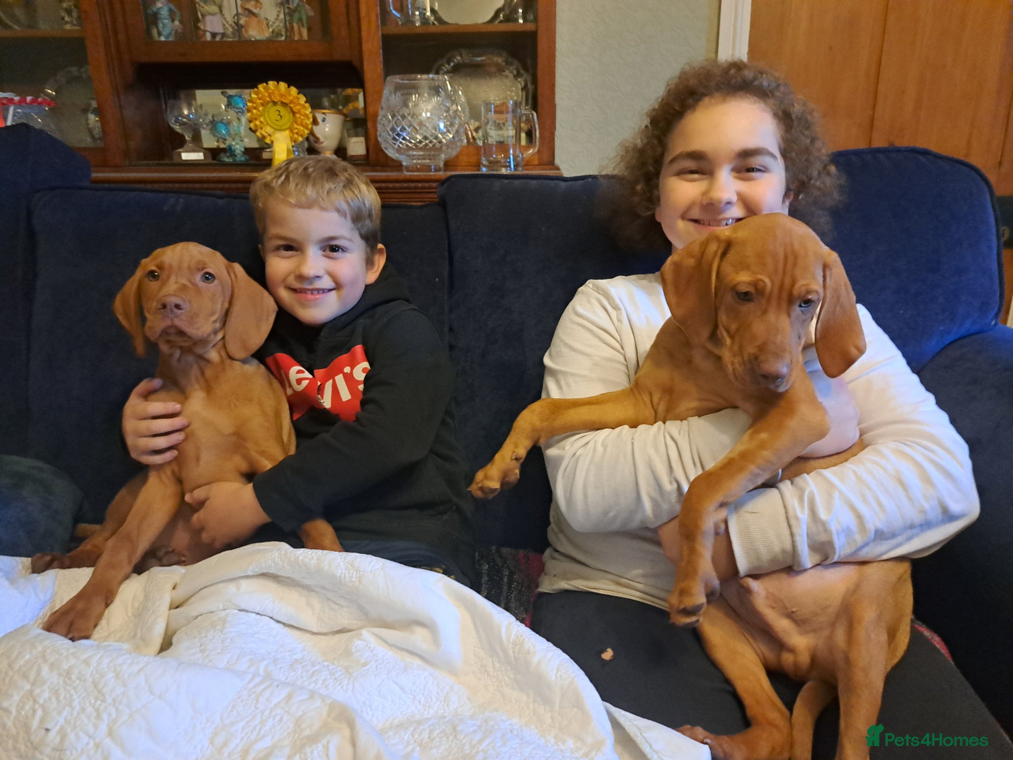 Hungarian Vizsla dogs Elite health tested Hungarian vizla puppies - Advert 6