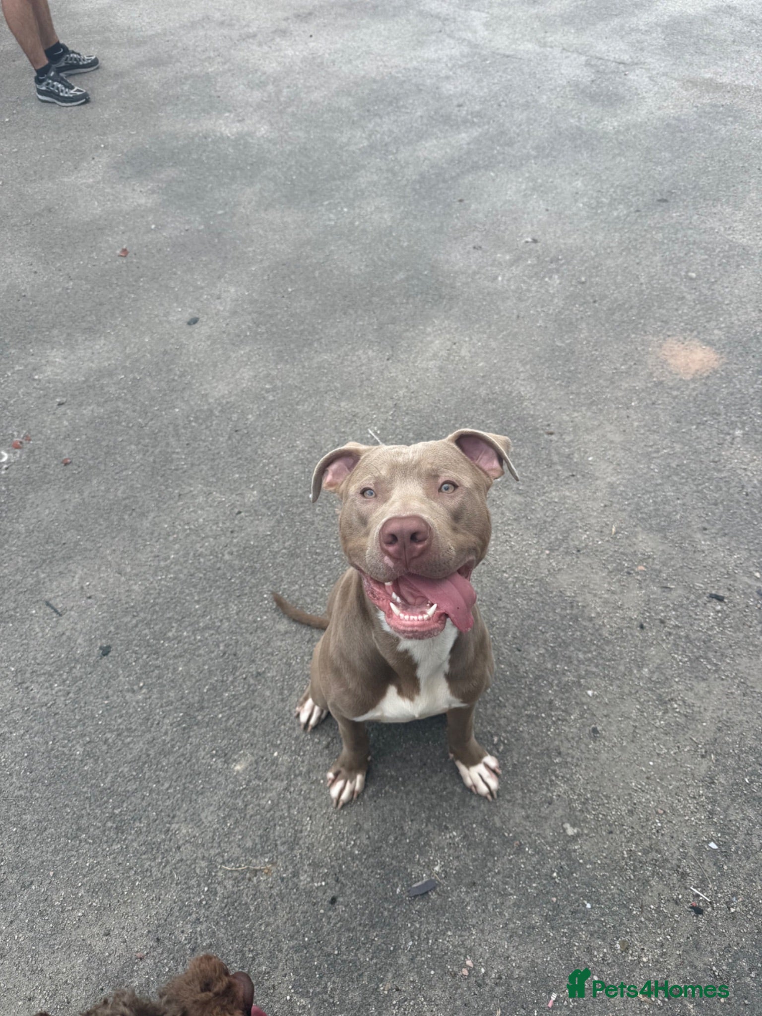 American Bully dogs Rocky American Bully 11 months old  - Advert 5