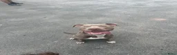 American Bully dogs for sale: Rocky American Bully 11 months old  - Advert 1