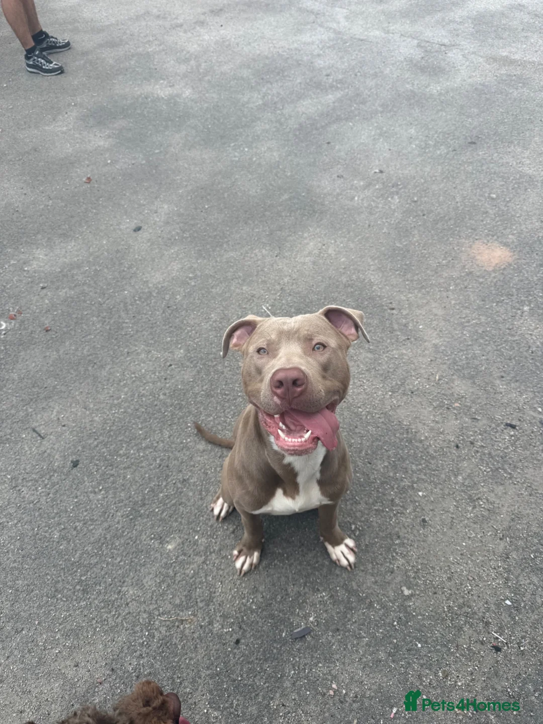 American Bully dogs for sale: Rocky American Bully 11 months old  - Advert 1