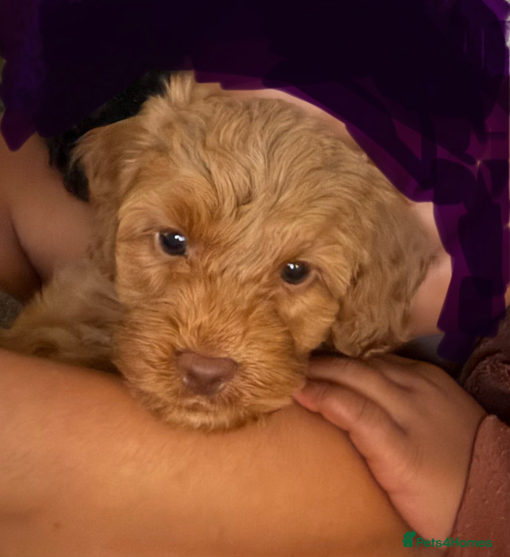 Cockapoo dogs ♥️ Stunning Red girl available to go next week ♥️  - Advert 1