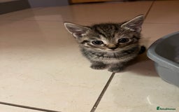 Mixed Breed cats for sale: Adorable mixed breed kittens  - Advert 21