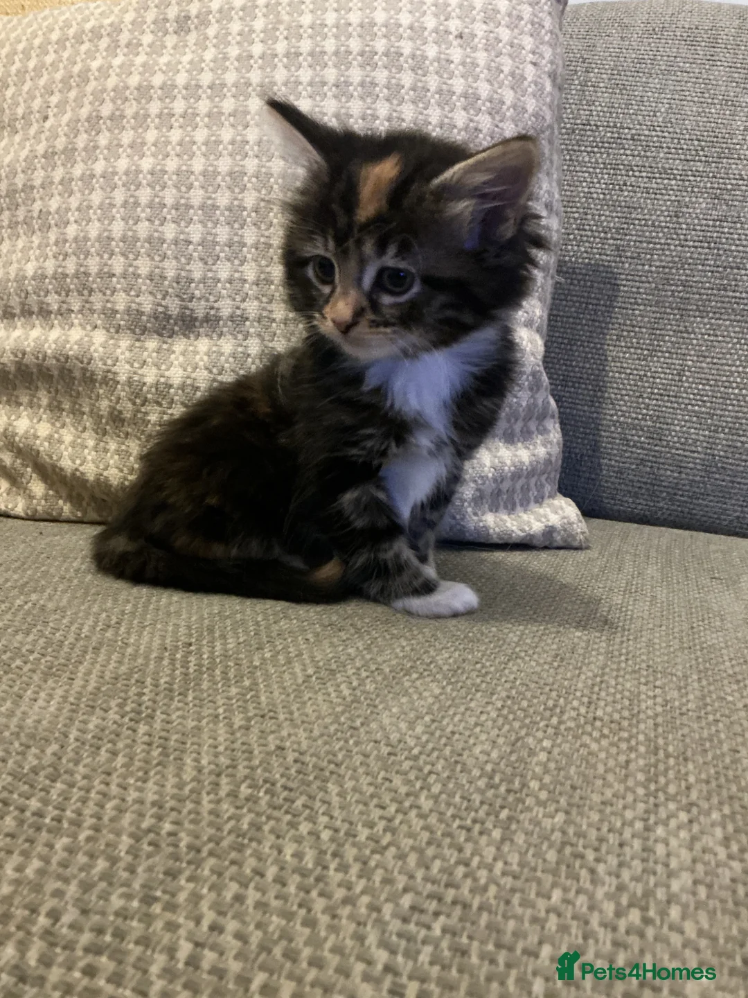 Bengal cats for sale: Beautiful kittens  - Advert 2