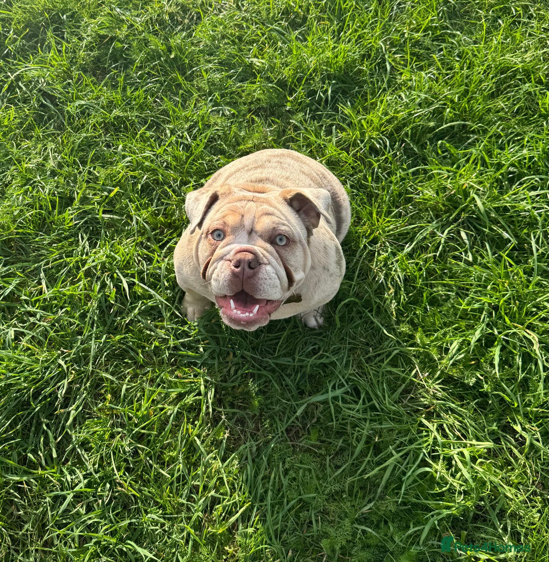 English Bulldog dogs for sale: Beautiful English Bulldog  - Advert 5