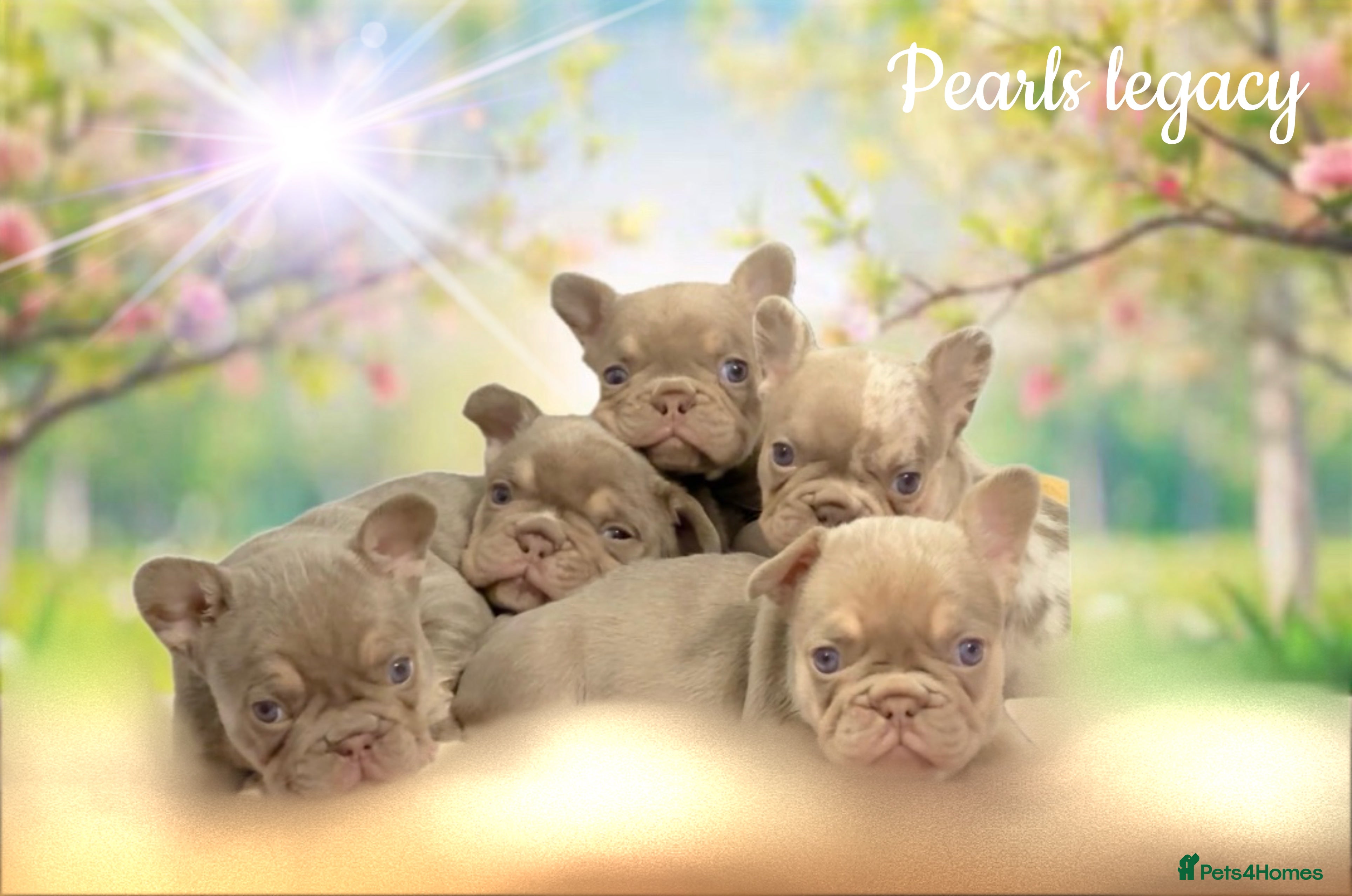 French Bulldog dogs Kc registered new shade french bulldog puppies  - Advert 3
