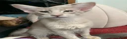 Oriental cats for sale: Beautiful lilac Oriental Longhair tabby boys - Advert 6