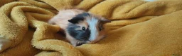 Guinea Pig rodents for sale: Guinea pigs  - Advert 3