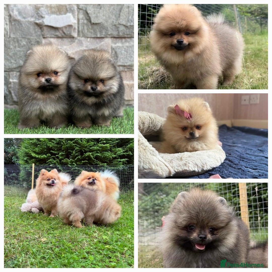 Pomeranian dogs for sale: Luxurious Tiny Pomeranian - 900g/11 weeks old - Image 1