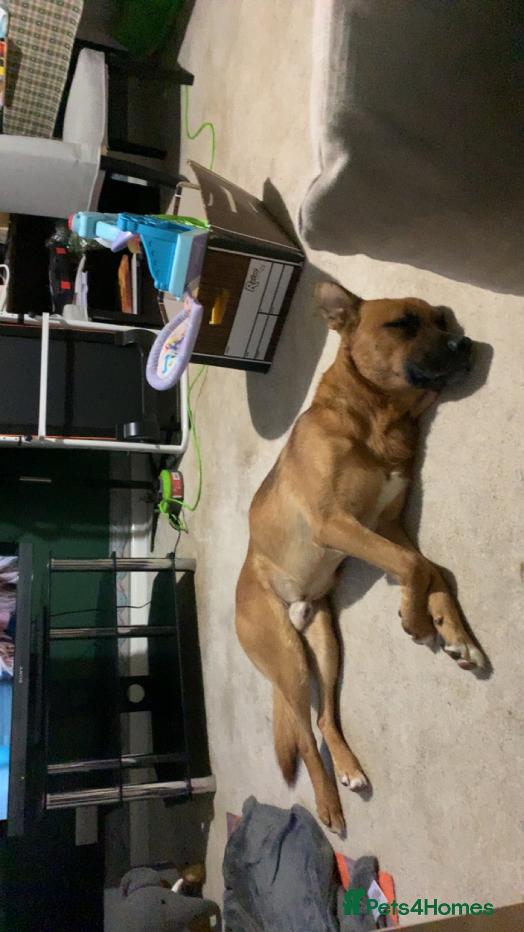 Mixed Breed dogs for sale: Major🖤 - Image 4