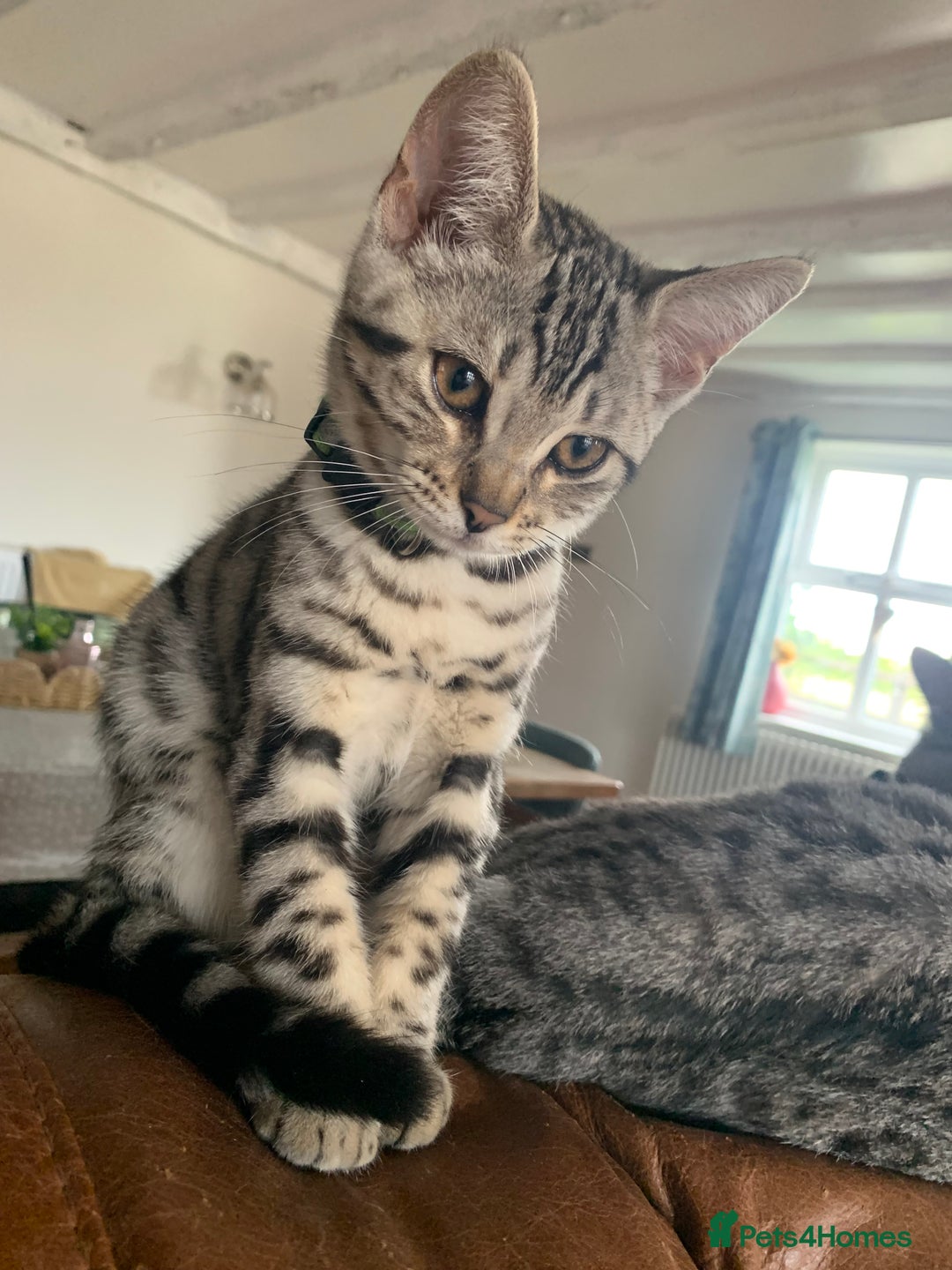 Bengal cats for sale: Bengal Kitten green collar - Bengal x Smokey Grey BSH Kittens - Image 1