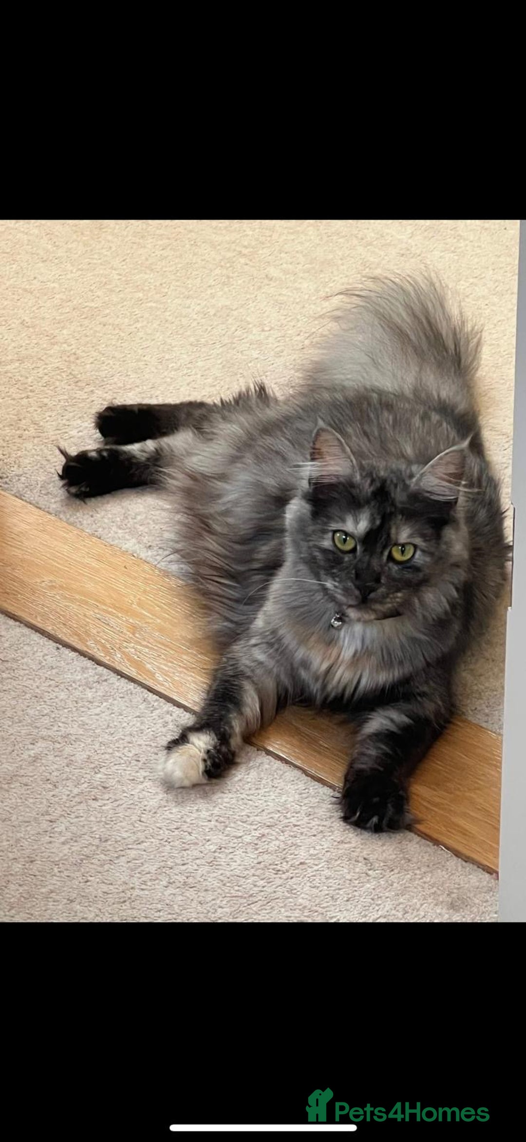 Maine Coon cats for sale: BlueSmoke Male Maine Coon🐾TICA Reg! ACTIVE!!  - Advert 23