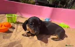 Miniature Dachshund dogs for sale: KC, PRA Clear Miniature Dachshund Puppies - Image 27