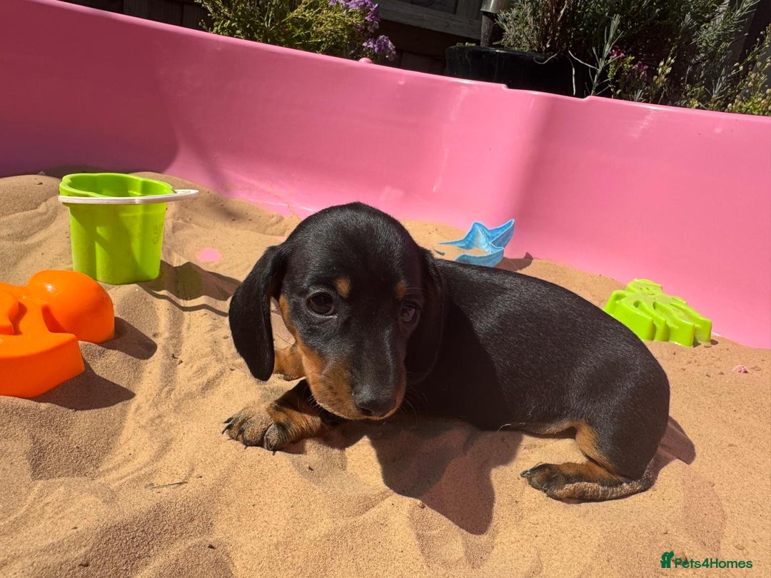 Miniature Dachshund dogs for sale: KC, PRA Clear Miniature Dachshund Puppies - Image 27