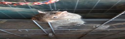 Degus rodents for sale: 2 x male degus - Advert 4