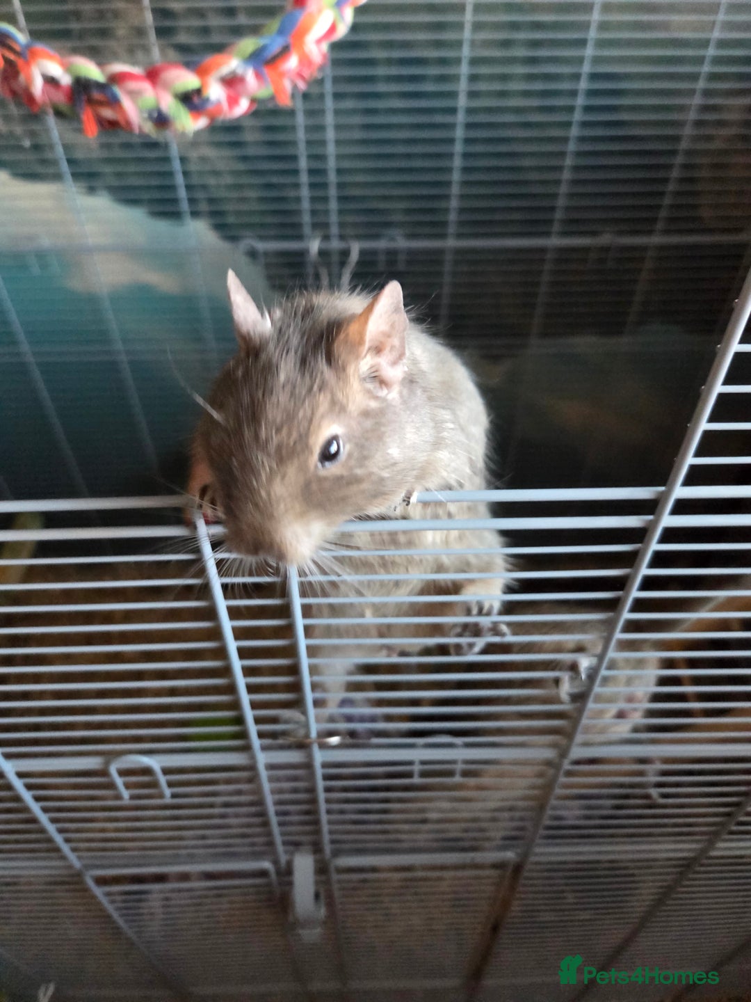 Degus rodents for sale: 2 x male degus - Advert 4
