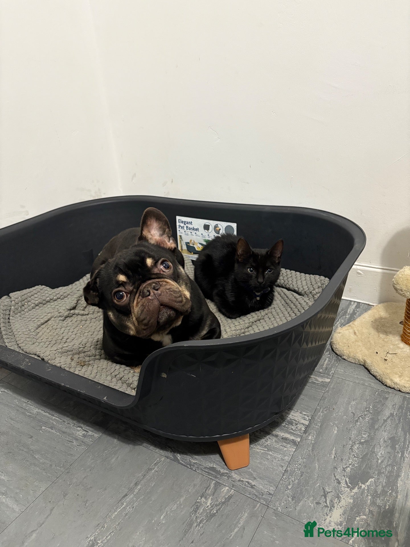 French Bulldog dogs French bulldog  - Advert 6