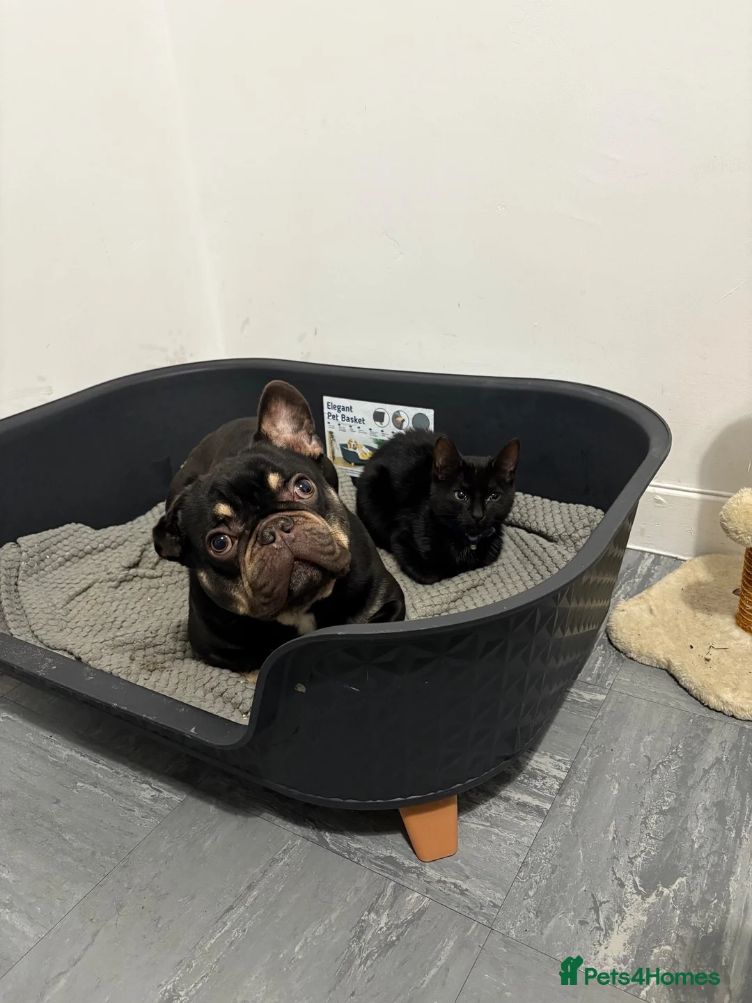 French Bulldog dogs for sale: French bulldog  in Ashington - Advert 1