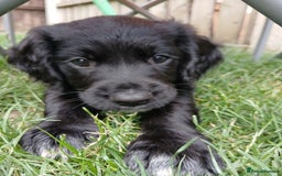 Sprocker dogs for sale: READY NOW !! 3 sprocker spaniels left  👀🏡✨️ in Wakefield - Image 37