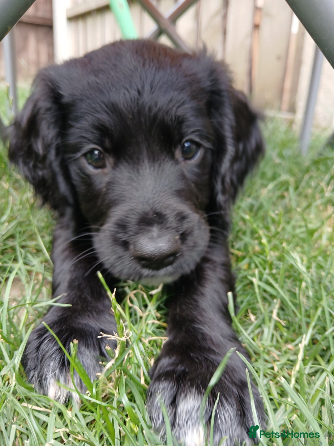Sprocker dogs for sale: READY NOW !! 3 sprocker spaniels left  👀🏡✨️ in Wakefield - Image 37