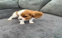 Cavalier King Charles Spaniel dogs for sale: Two boys looking for their new homes  - Image 4