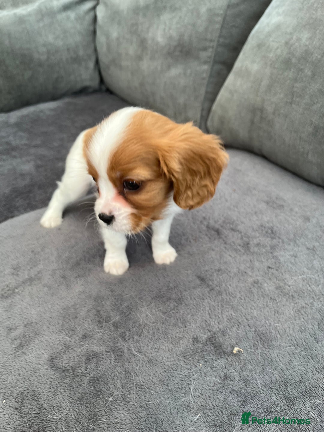 Cavalier King Charles Spaniel dogs for sale: Two boys looking for their new homes  - Image 4