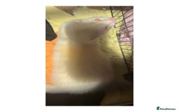 Ferret rodents for sale: 2 male ferrets 1 white and 1 black and brown  - Advert 2