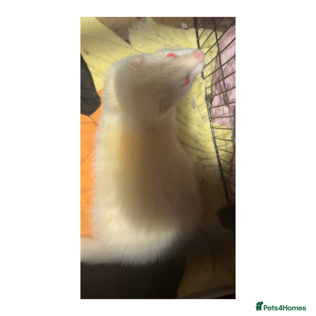 Ferret rodents for sale: 2 male ferrets 1 white and 1 black and brown  - Advert 2