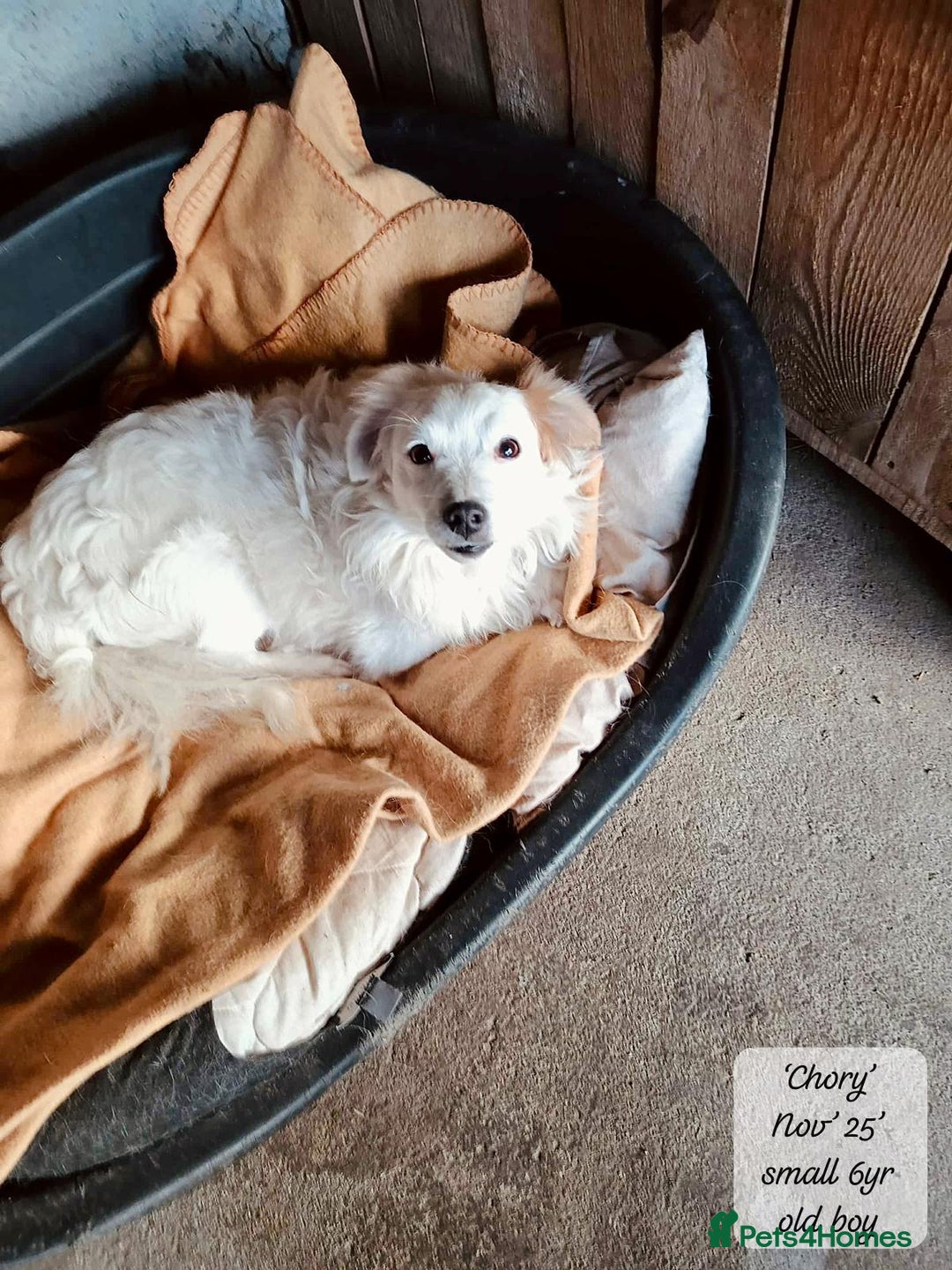 Mixed Breed dogs for adoption: Chory. Approx 6 years. **Urgent adoption**  - Advert 8