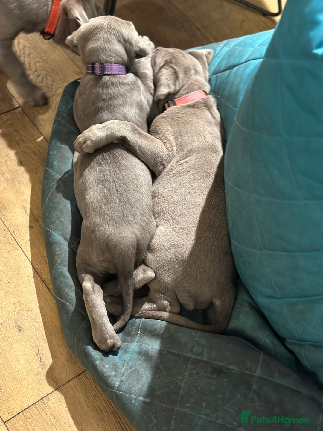 Labrador Retriever dogs for sale: Remaining 3 puppies (13 wks) - Image 9