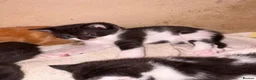 Mixed Breed cats for sale: Beautiful kittens  - Advert 11