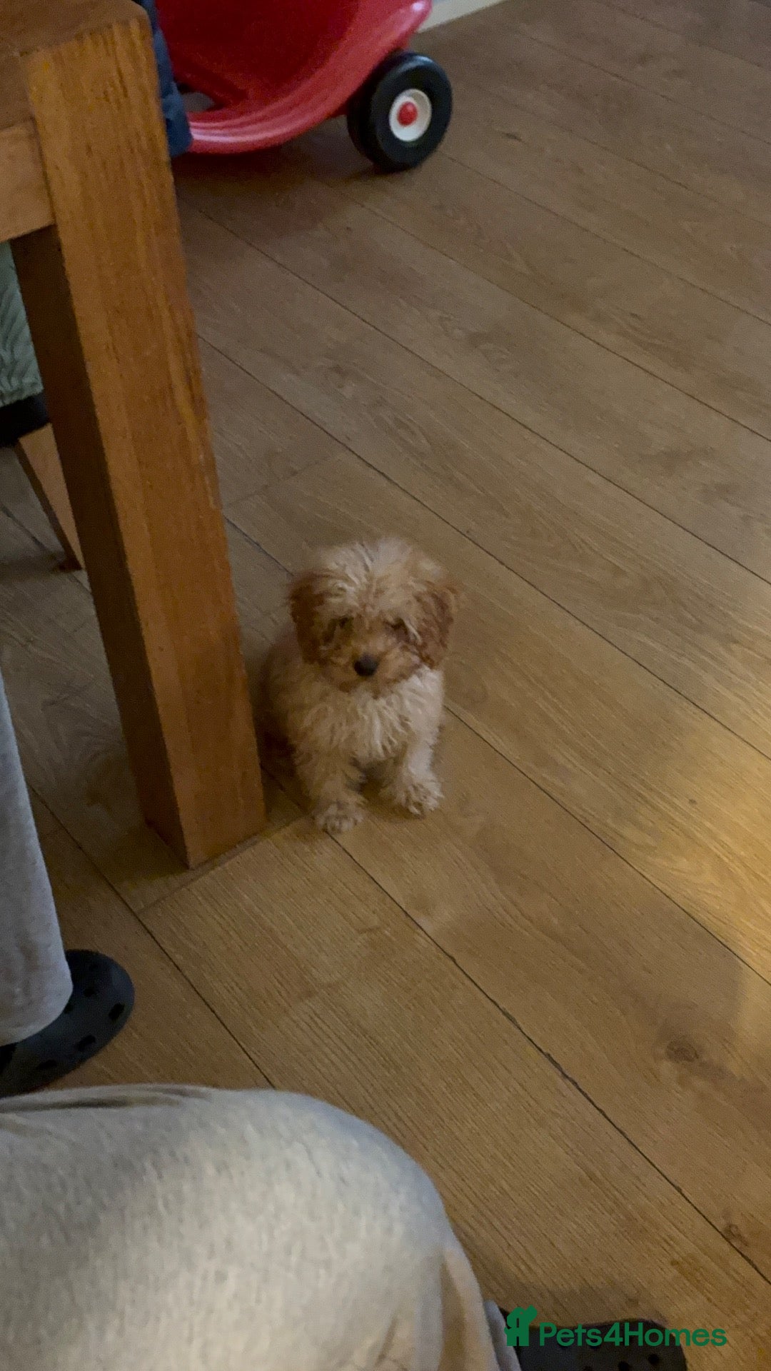 Cockapoo dogs Cockerpoo puppy - Advert 2
