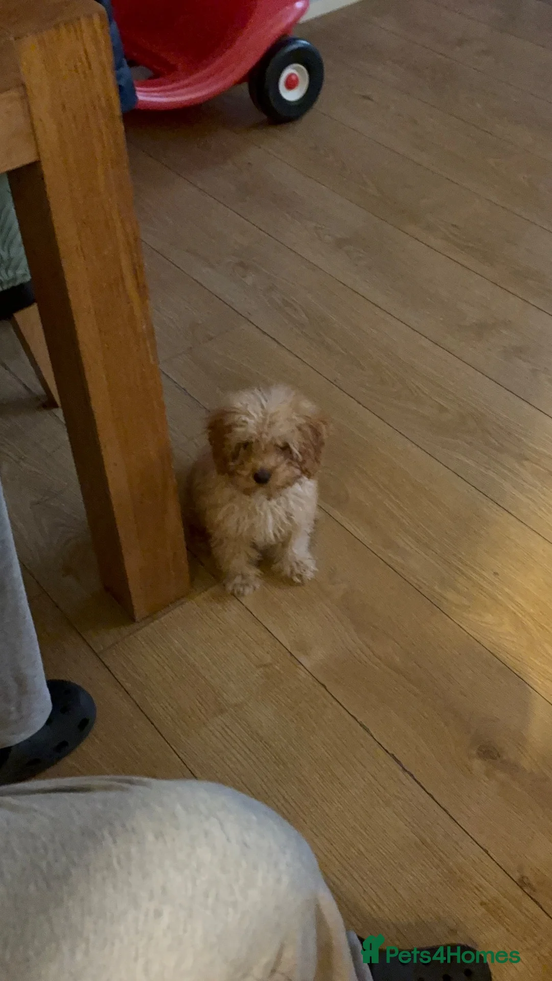 Cockapoo dogs for sale: Cockerpoo puppy - Advert 1