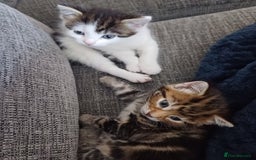 Mixed Breed cats for sale: Kittens  - Image 11