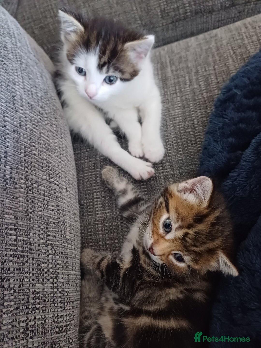 Mixed Breed cats for sale: Kittens  - Image 11