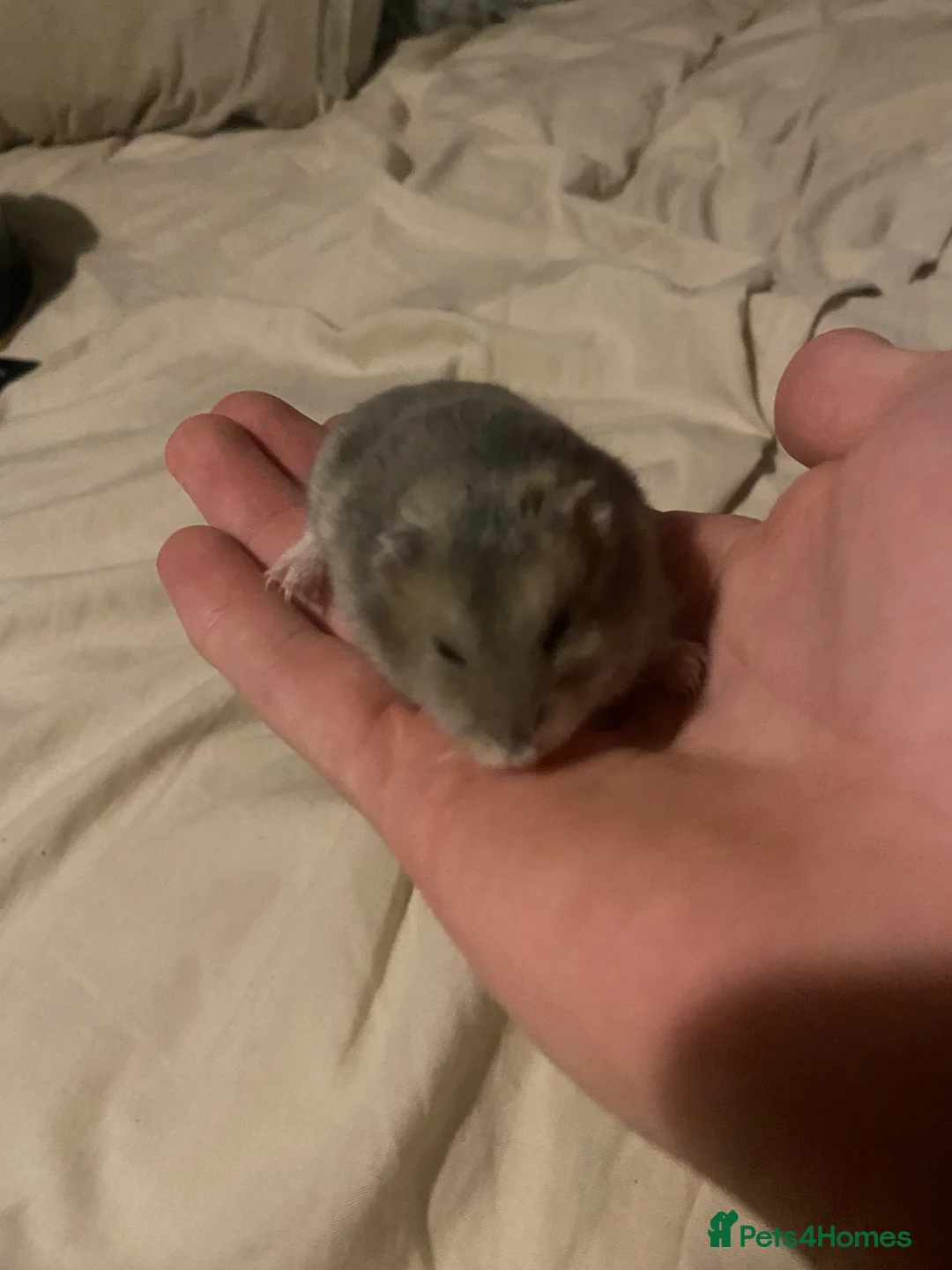 Hamster rodents for sale: Dwarf hamster  - Advert 2