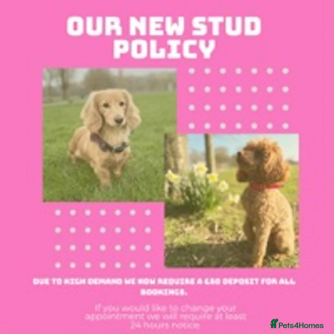 Miniature Dachshund dogs for stud: ✨Kc mini long haired dapple✨ 17 champions✨ in Romford - Advert 18