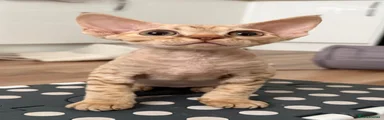 Devon Rex 1